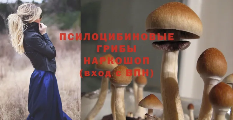 Галлюциногенные грибы Psilocybine cubensis  Бежецк 